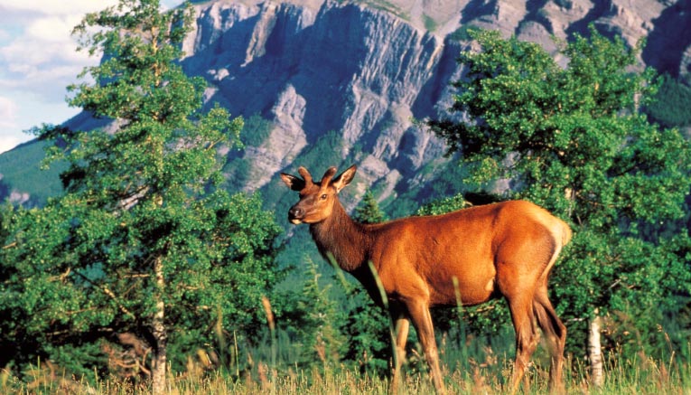 Mjbq-candianrockies-multisport-12